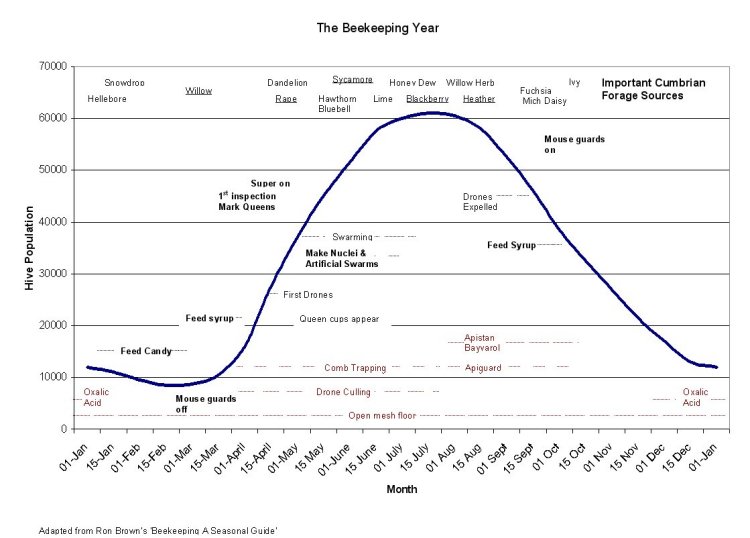 Graph showing bee population over the year